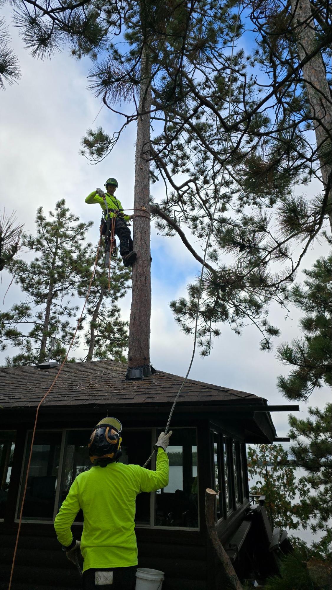 Remote and limited access tree work — Lynx Tree Care