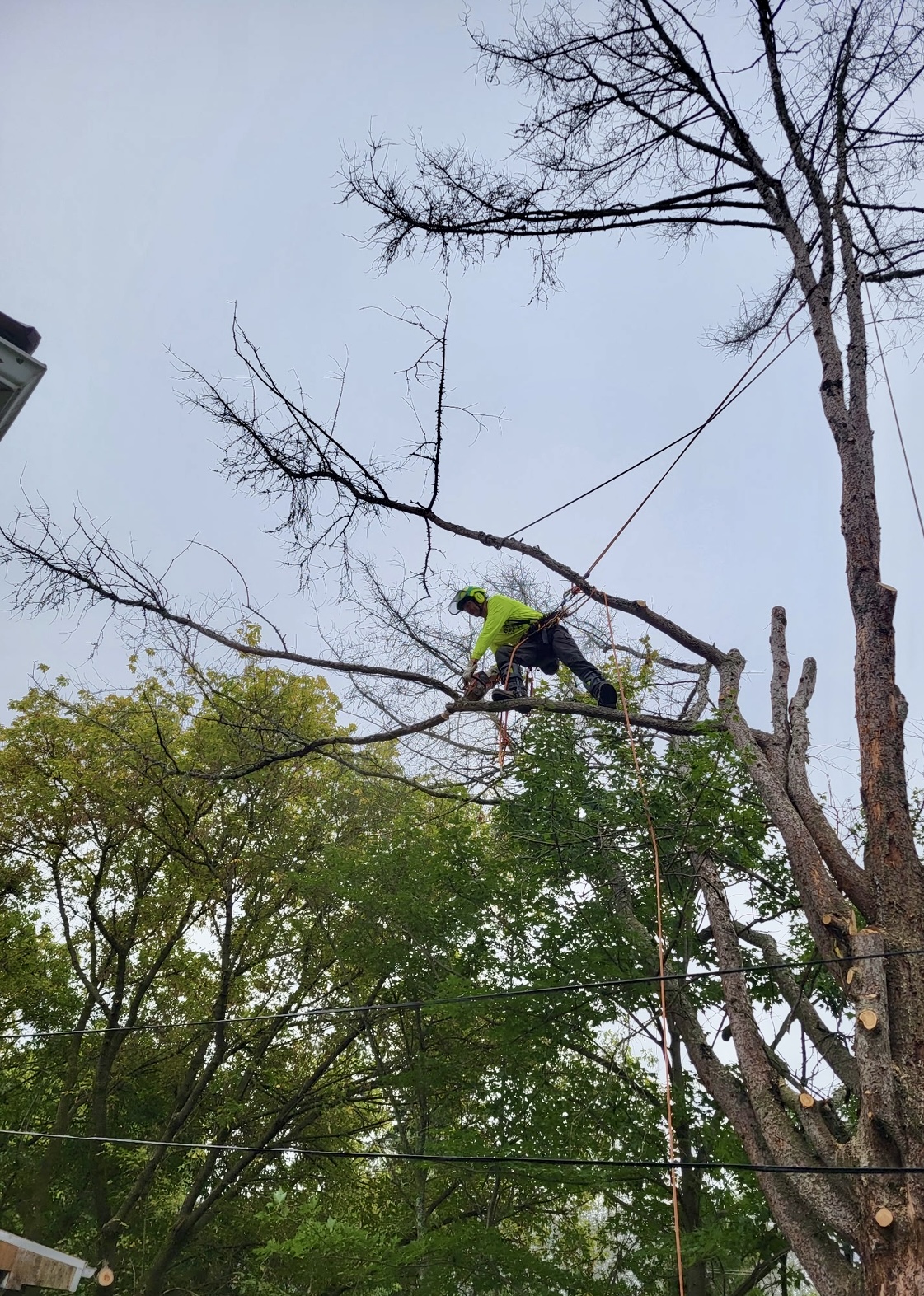 Tree removal — Lynx Tree Care