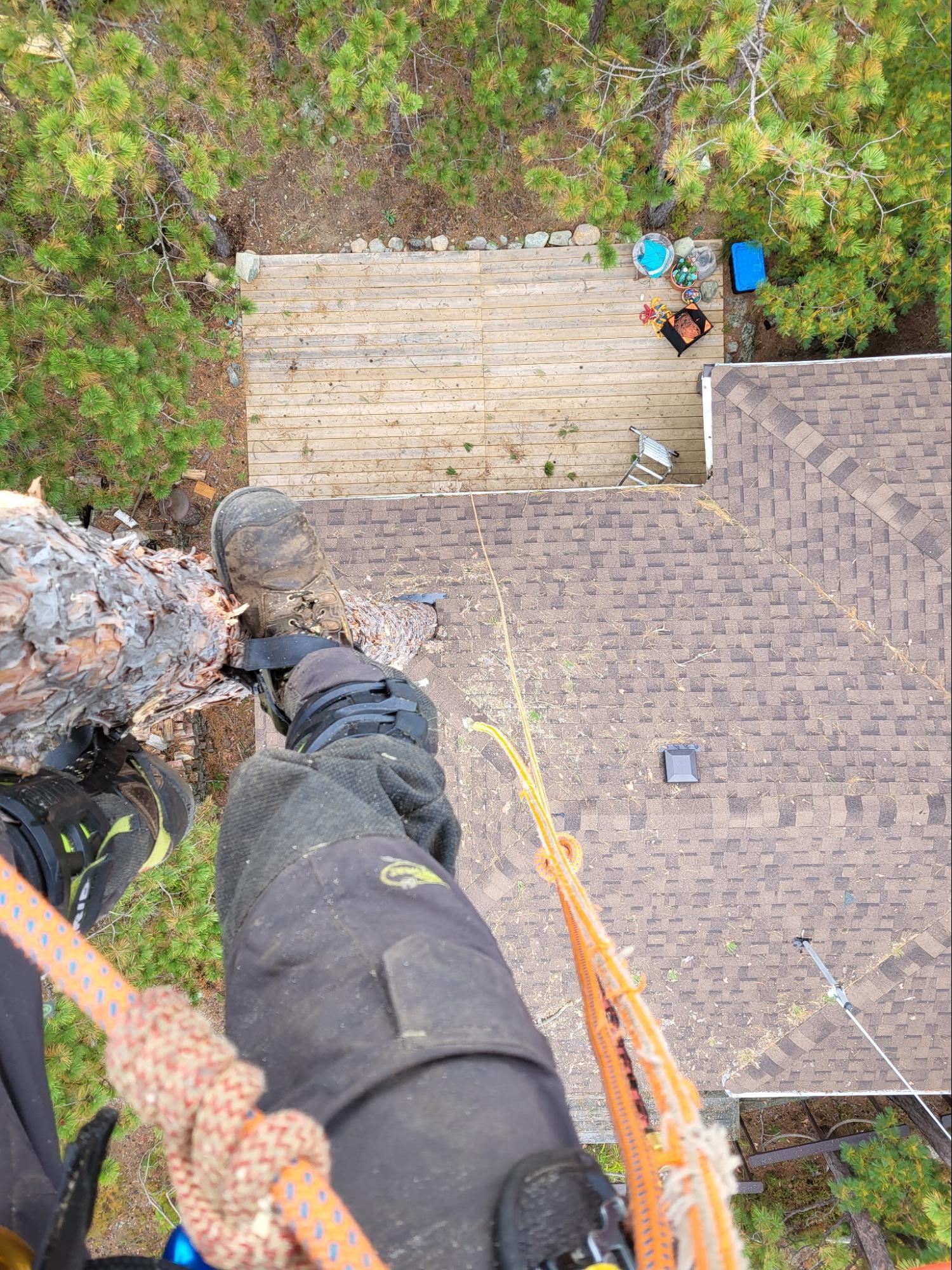 Tree removal — Lynx Tree Care