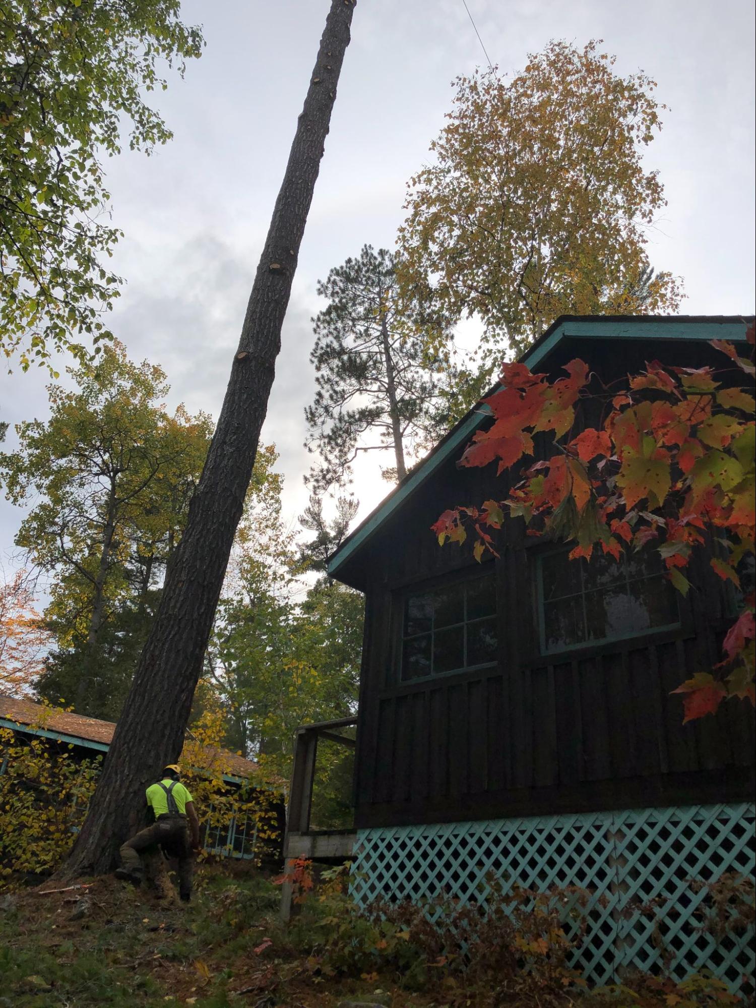 Tree removal — Lynx Tree Care