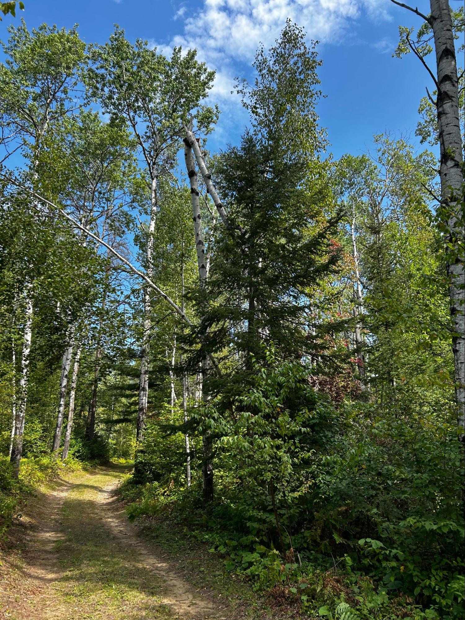 Property tree assessment by ISA Certified Arborist