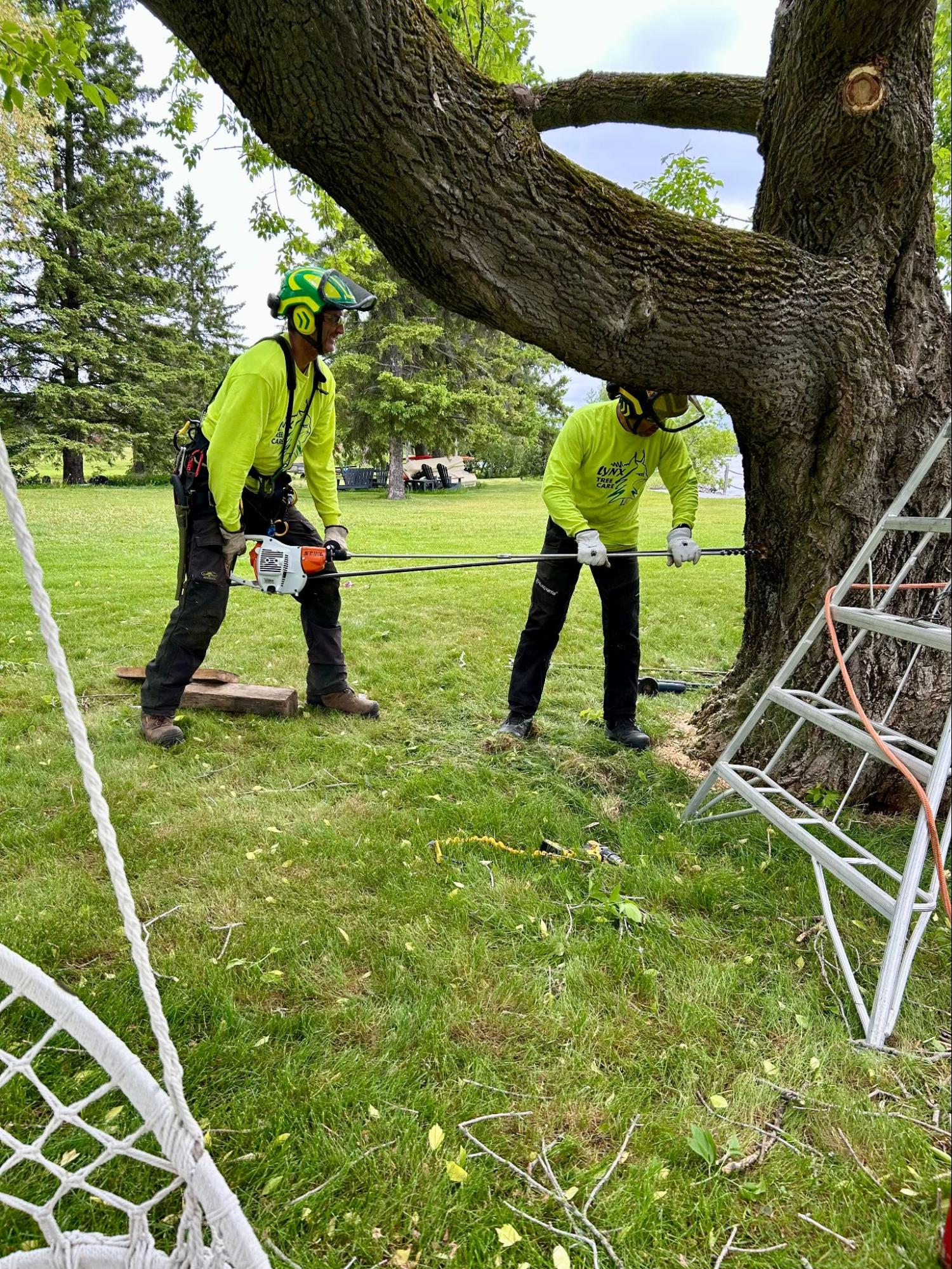Tree cabling and bracing by Lynx Tree Care