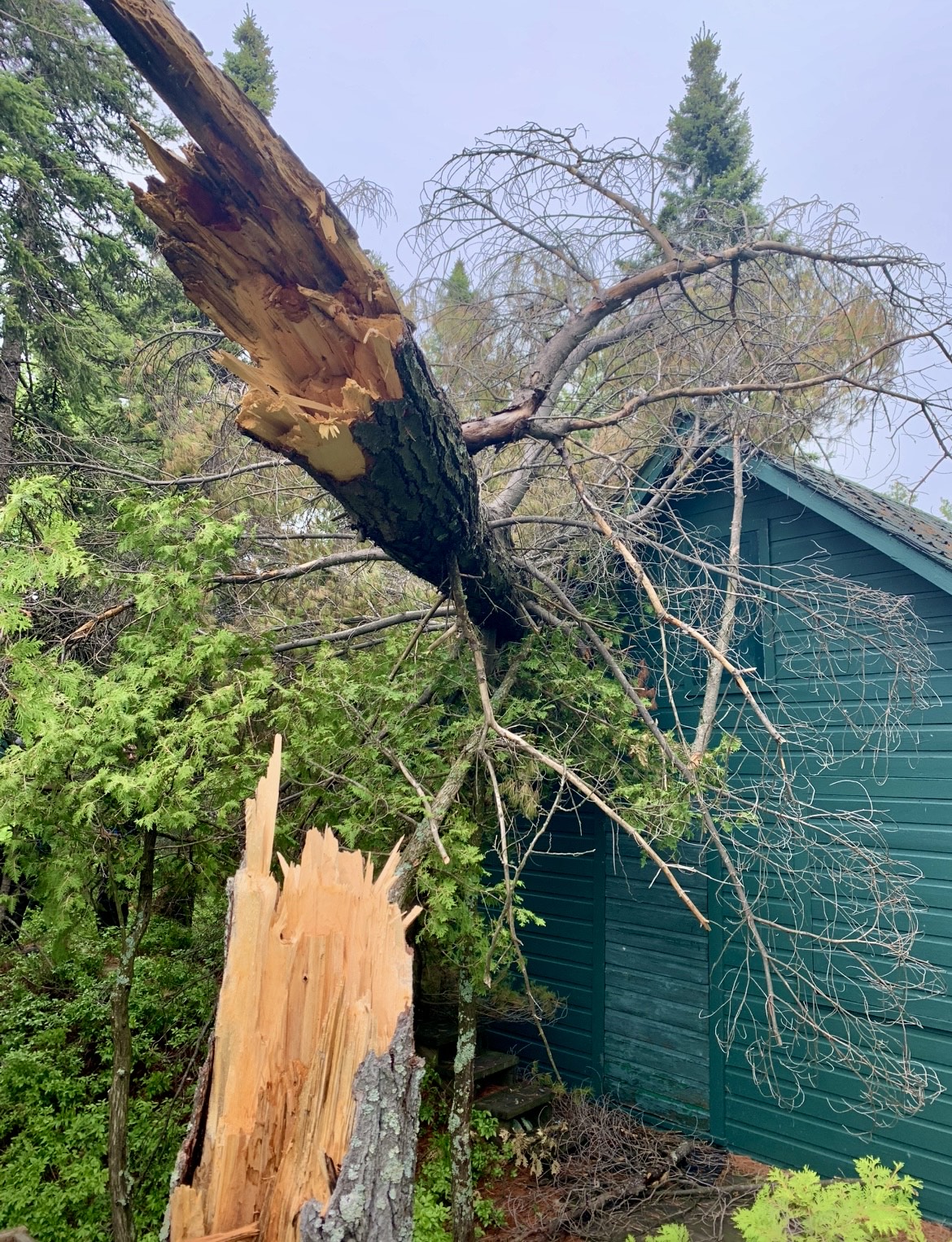 24/7 emergency tree service by Lynx Tree Care