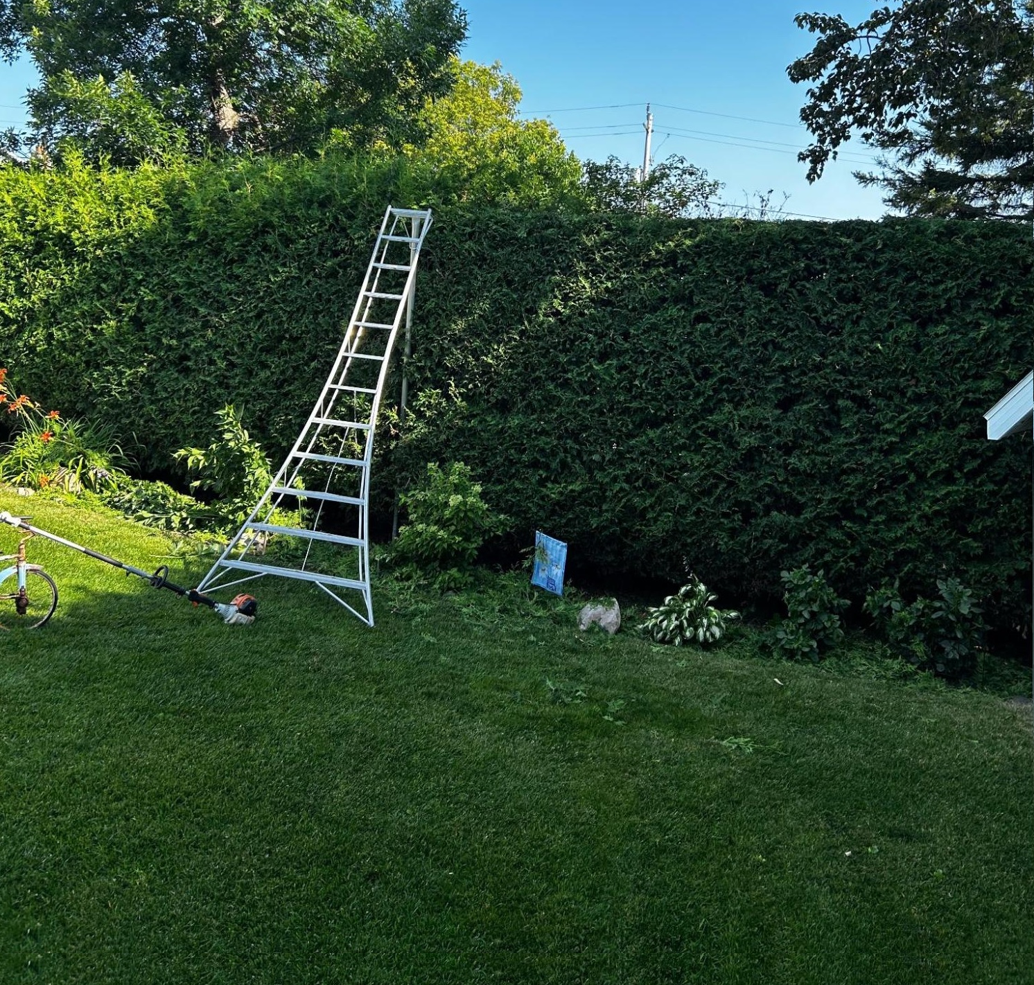 Hedge trimming by Lynx Tree Care, Temiskaming Shores
