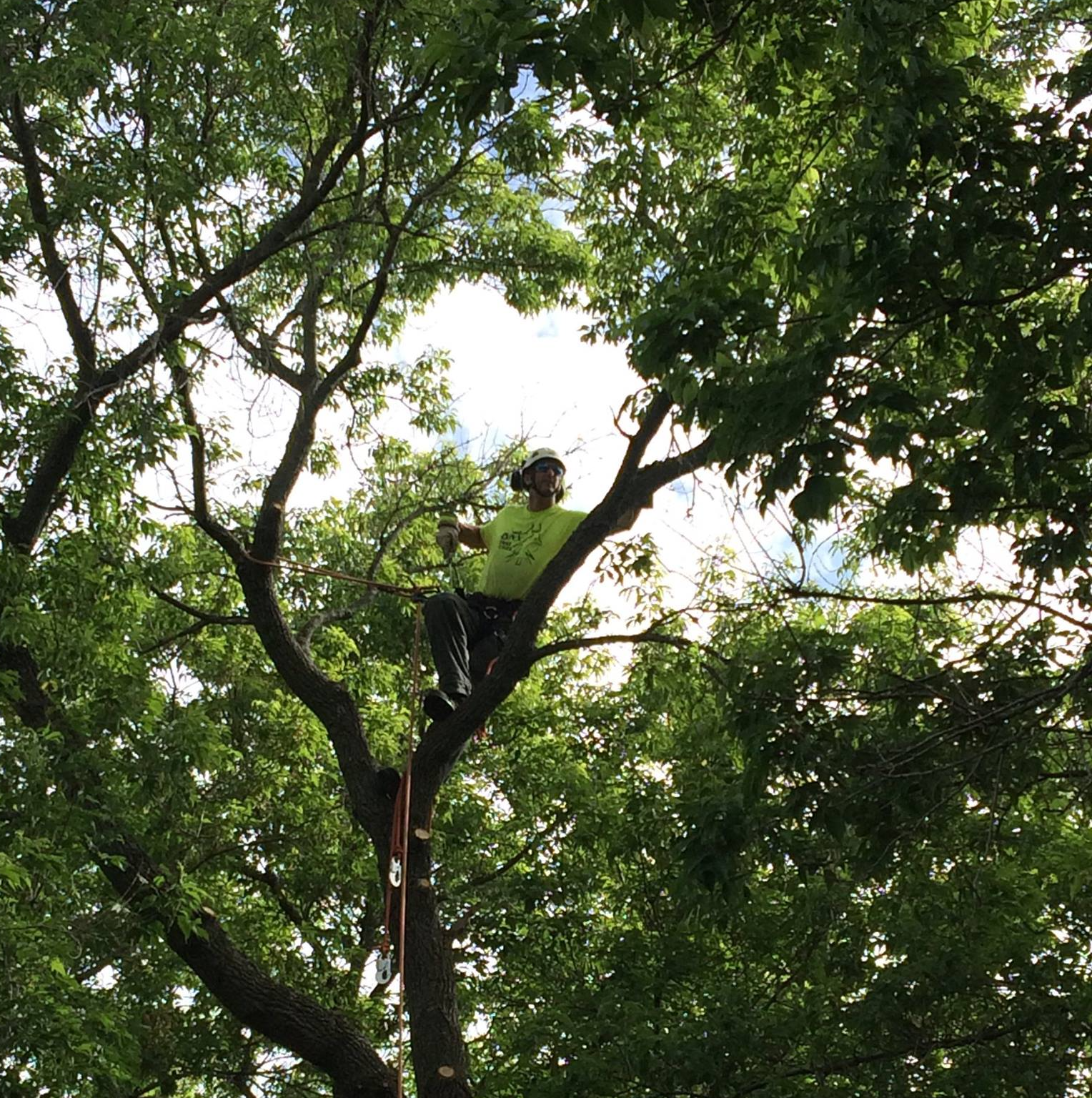 Tree pruning by Lynx Tree Care, Temiskaming Shores