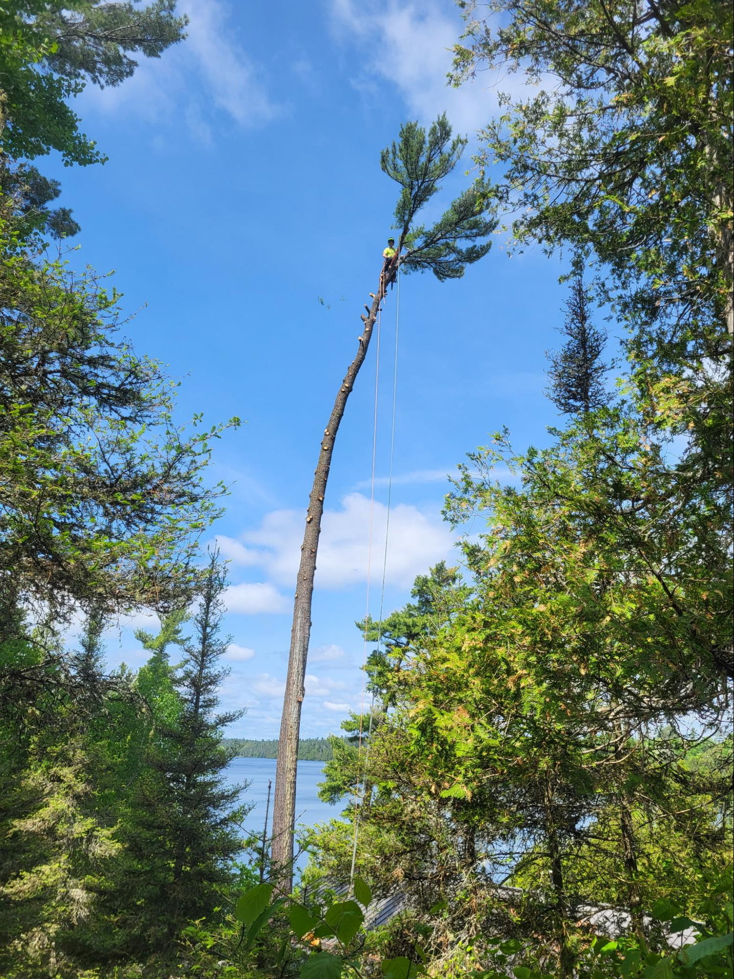 Tree removal by Lynx Tree Care, New Liskeard